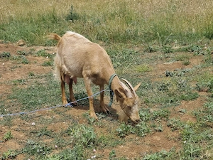 Capra româneasca și țap alpin  
