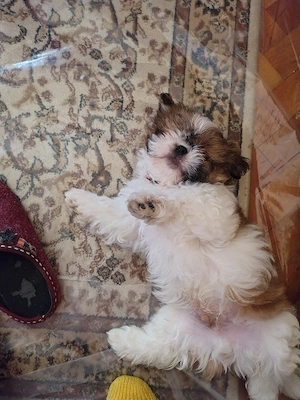 vand pui de Shih Tzu mascul de 10 săptămâni  - imagine 2