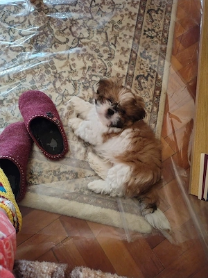 vand pui de Shih Tzu mascul de 10 săptămâni  - imagine 3