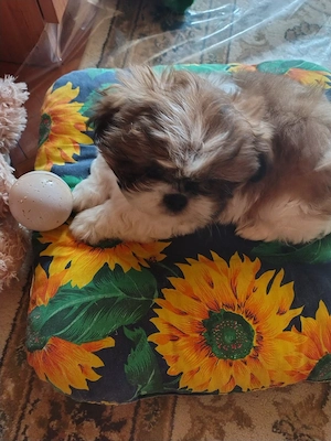 vand pui de Shih Tzu mascul de 10 săptămâni 