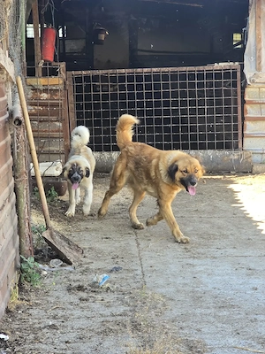 Vand 2 caini ciobanesti