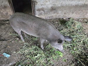 Scroafa tanara din mistret
