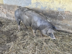 Vand Scroafa Gestanta rasa Pietran