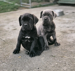 Pui Cane Corso își caută stăpâni responsabili - imagine 2