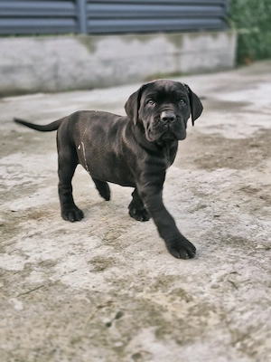 Pui Cane Corso își caută stăpâni responsabili - imagine 3