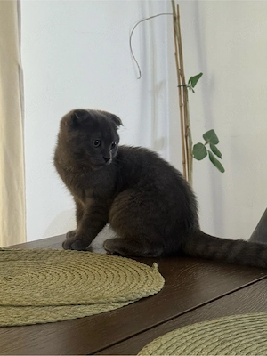 pisica british shorthair   scottish fold