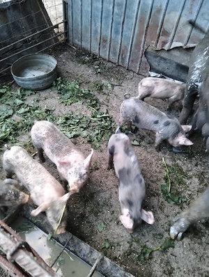 porci de vanzare
