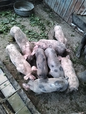 porci de vanzare - imagine 2