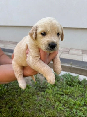 Golden Retriever puiuti - imagine 2