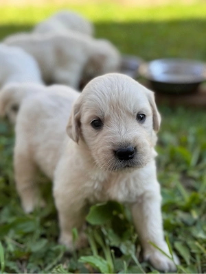 Golden Retriever puiuti