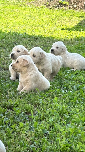 Golden Retriever puiuti - imagine 5