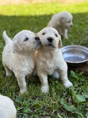 Golden Retriever puiuti - imagine 3