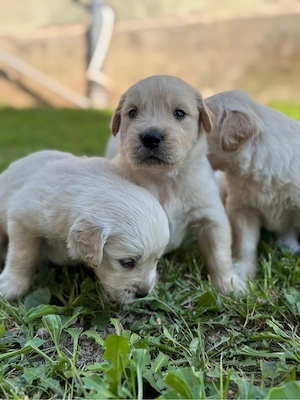 Golden Retriever puiuti - imagine 4