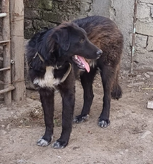 Pui Caine Ciobanesc Corb 6 luni