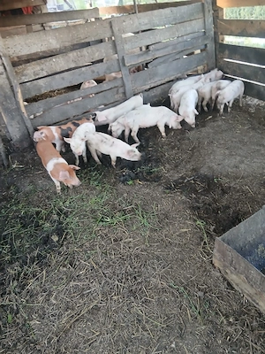 de vânzare 14 bucăți vaccinați mânca orice bobe faina etc preț 250 lei bucata unul cu altul 