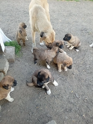 Vând căței din părinți cățea cangal Cain Volcodav șase săptămâni primul vaccin făcut  - imagine 3