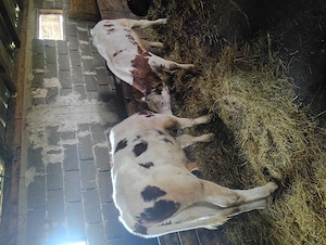 Vând doi tăuraș 270. 300 kg