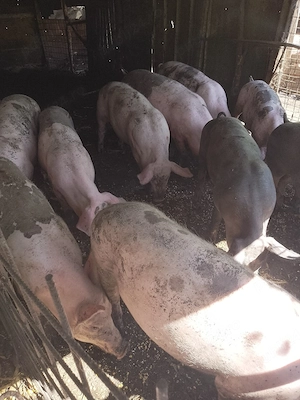 porci mari și mici 
