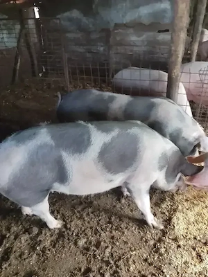 porci mari și mici  - imagine 4