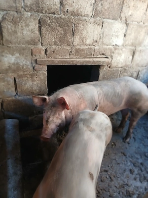 porci pietrain rasă pură  - imagine 2