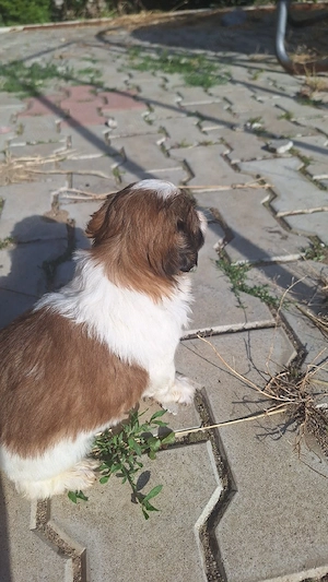 catelusi shih-tzu - imagine 3