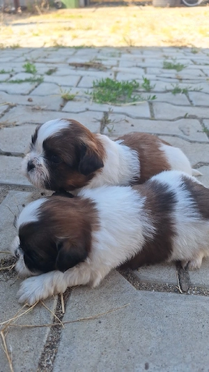 catelusi shih-tzu - imagine 2
