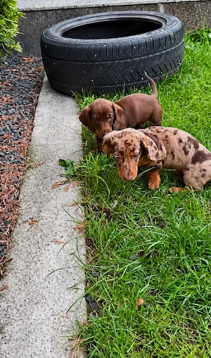 Teckel | Dachshund de vânzare | femela  - imagine 2