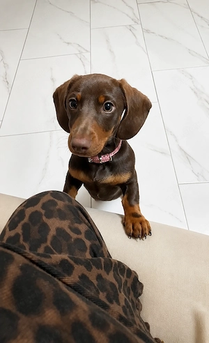 Teckel | Dachshund de vânzare | femela  - imagine 4