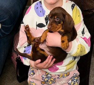 Teckel | Dachshund de vânzare | femela  - imagine 3