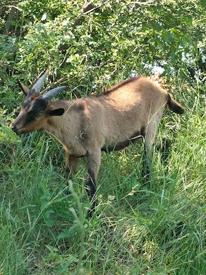 tapi alpina franceza 