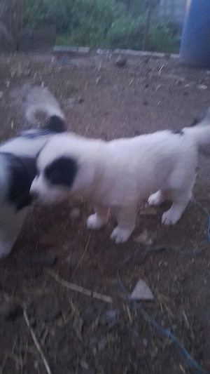 catelusa  ciobanesc  de bucovina 