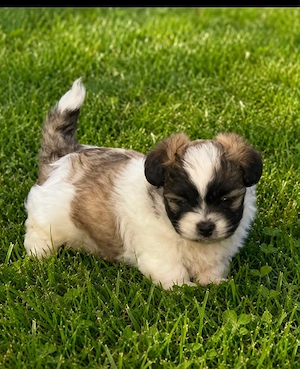 bichon havanez 