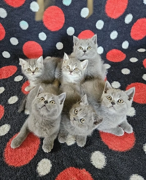 British Shorthair 