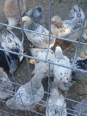 Pui de ouă verzi deosebiți 