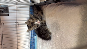 Pisoi de adoptat  - imagine 2
