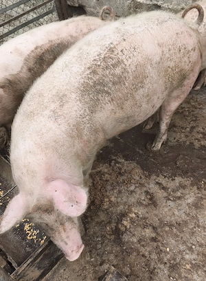 Porc aproximativ 130 de kg - imagine 2