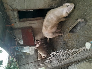 Porci de taiat și purcei