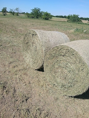 vand 5 baloti de fan de lucerna de 300 kg balotul cu 200 lei bucata