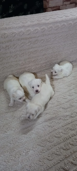 Pui de Bichon Maltez - imagine 2