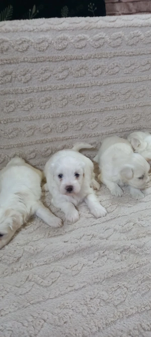 Pui de Bichon Maltez - imagine 3