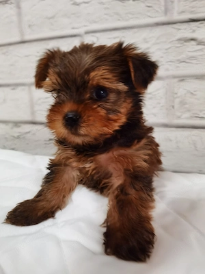 Yorkshire Terrier Gold. - imagine 2