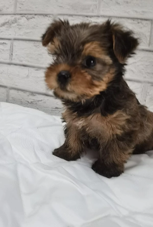 Yorkshire Terrier Gold. - imagine 4