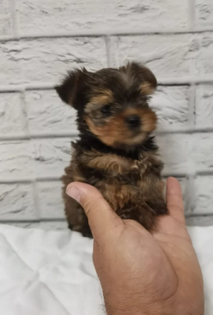Yorkshire Terrier Gold.