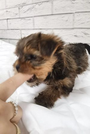 Yorkshire Terrier Gold. - imagine 5