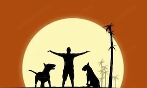 Bull Terrier Mascul - imagine 3