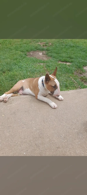 Bull Terrier Mascul