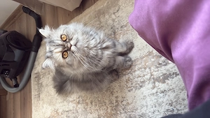 Pisica persană  - imagine 3