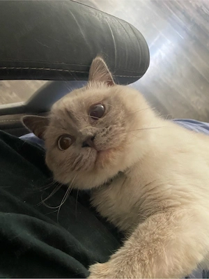 british shorthair femela bluepoint