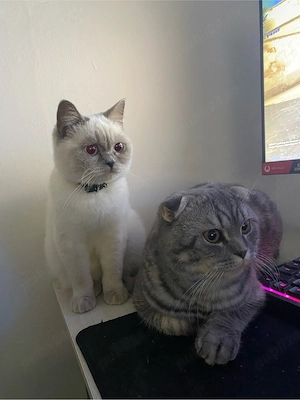 british shorthair femela bluepoint - imagine 2
