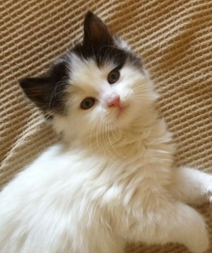 Ragdoll puiuți frumoși  - imagine 3